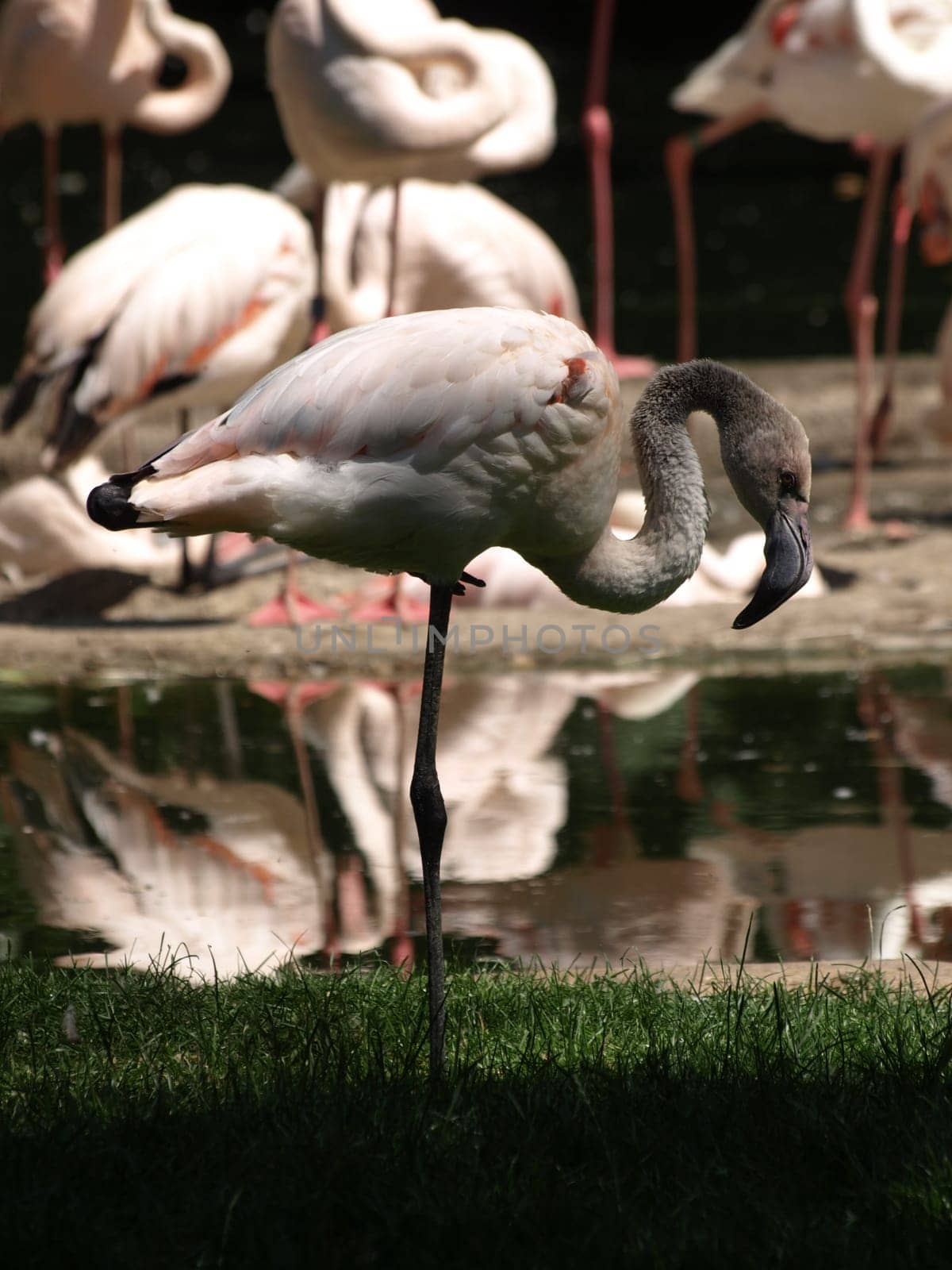 Pink Flamingo