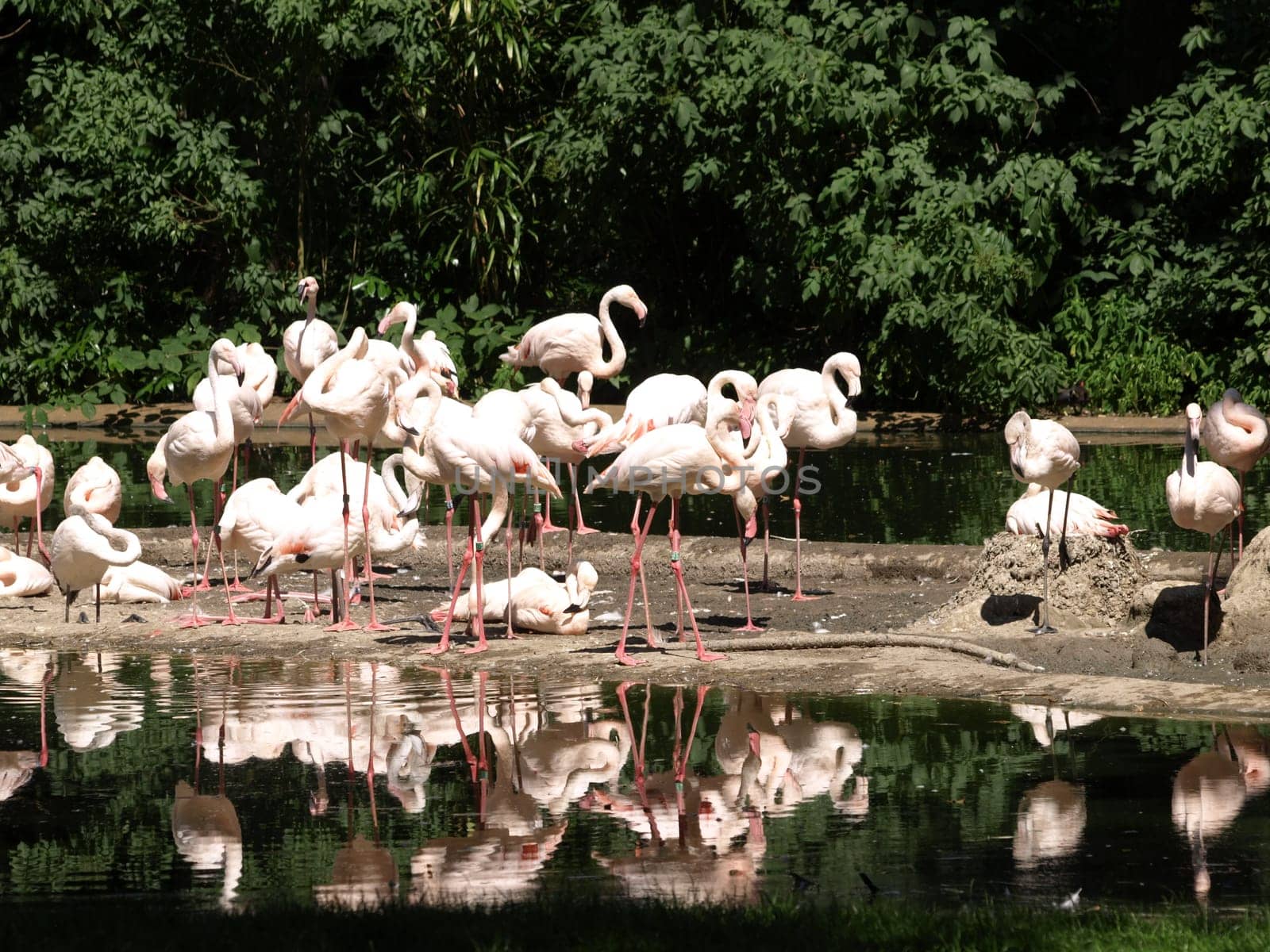 Pink Flamingos