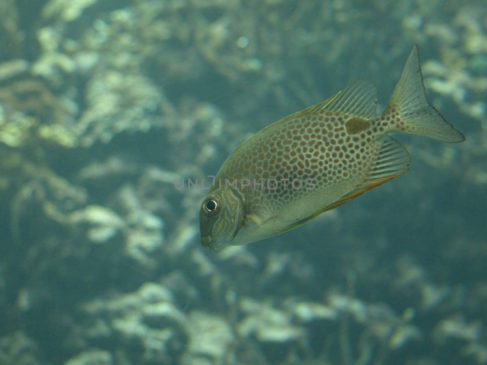 Coral fish