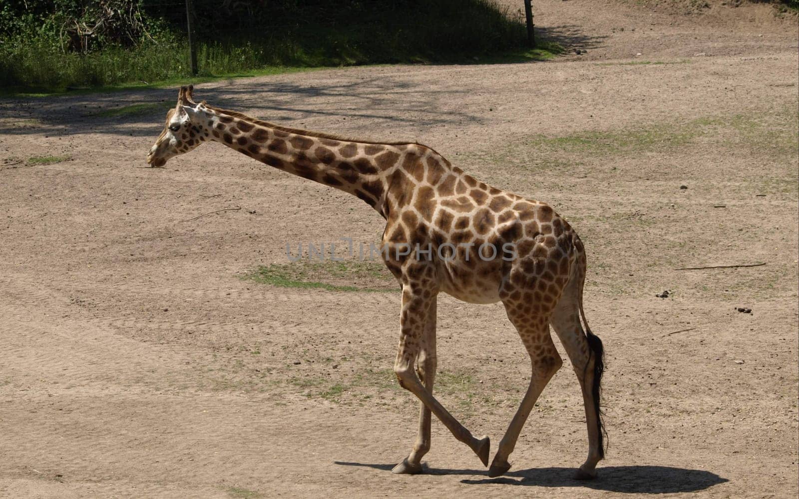 Giraffe