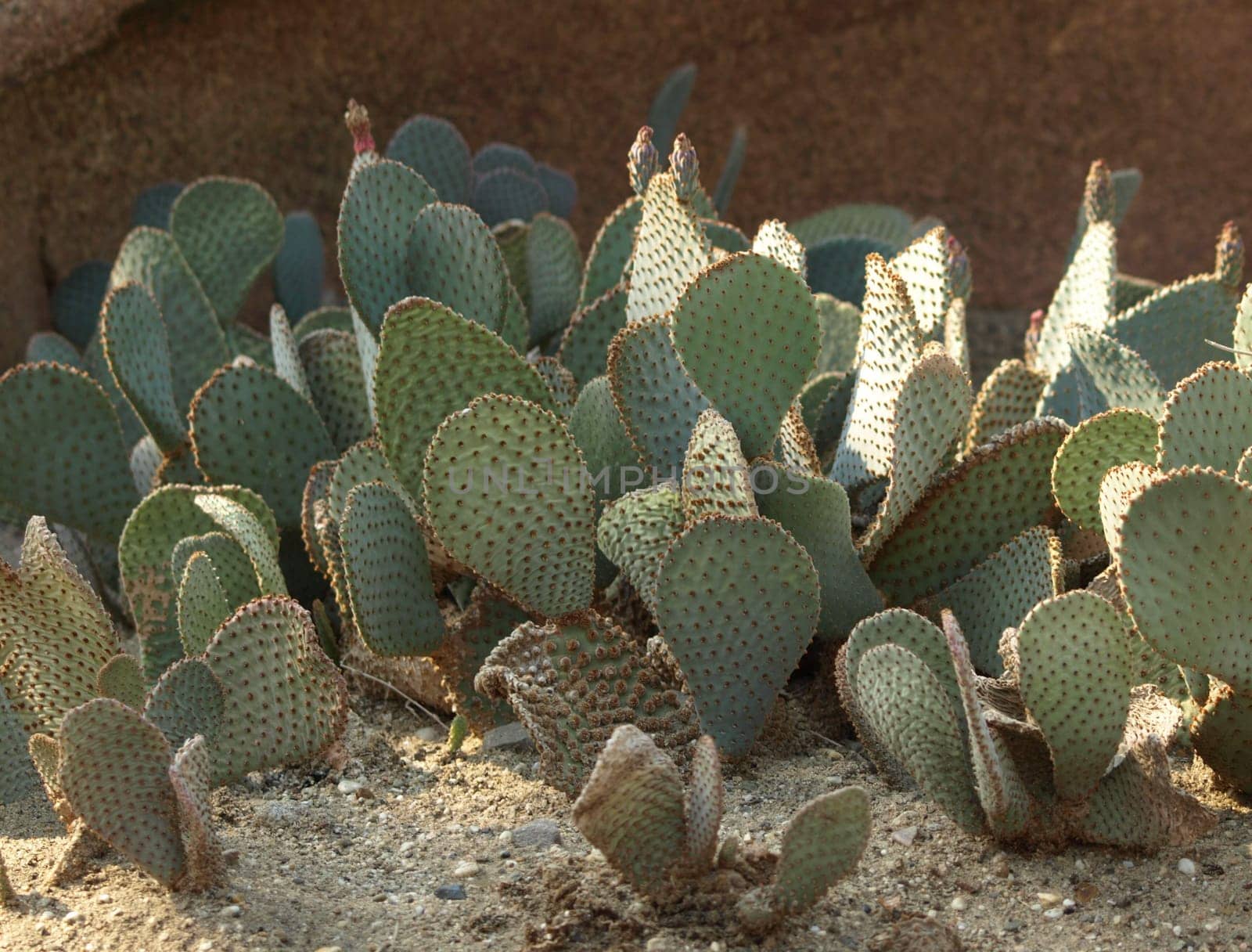 Cacti - Opuntia
