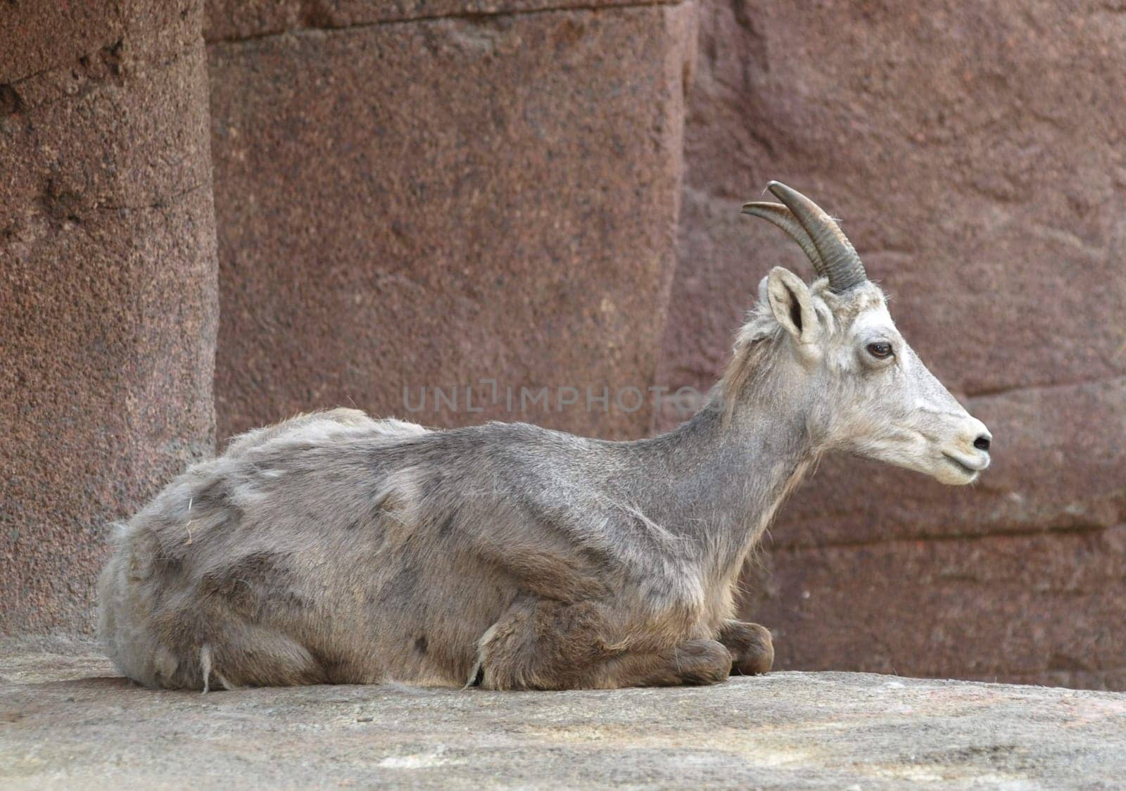 Bighorn sheep