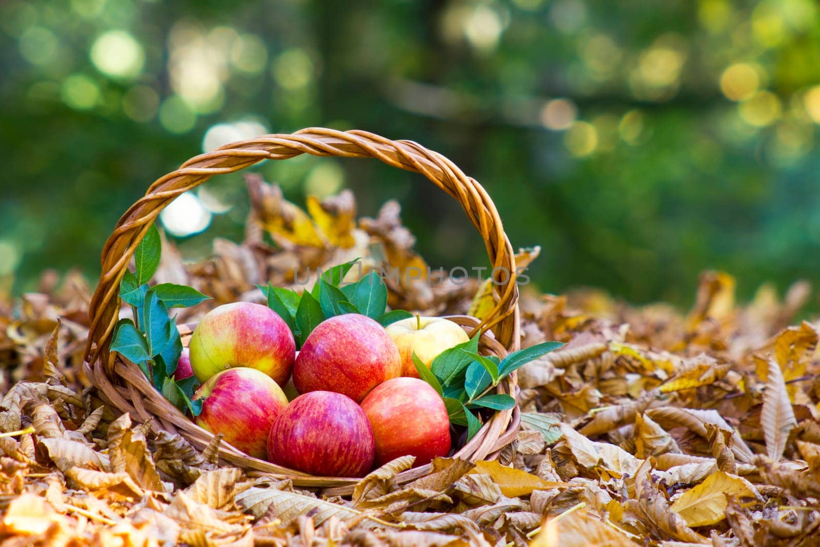 fresh apples in a basket in autumn garden