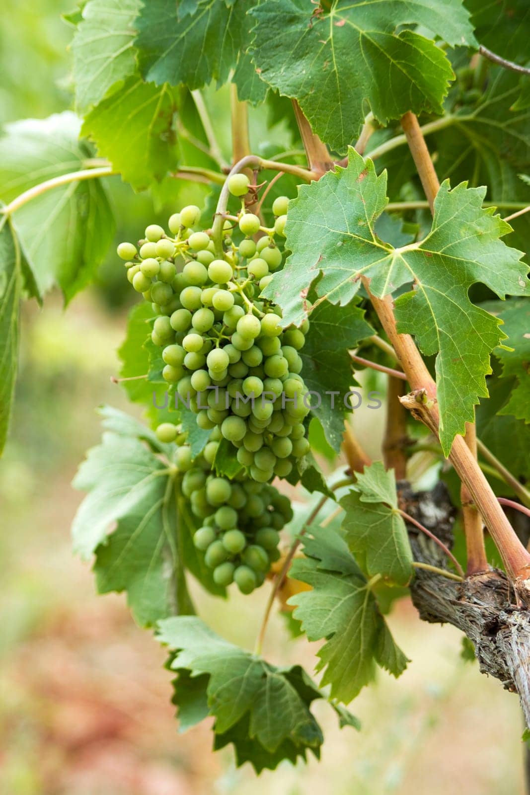 tuscan grapes