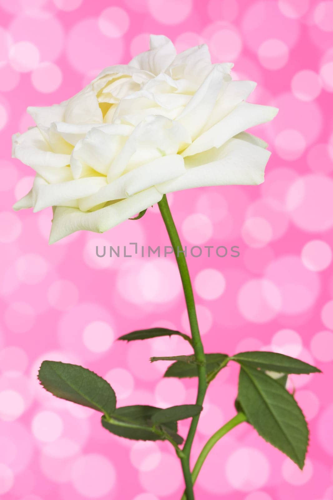 Beautiful white Rose flower on the pink background