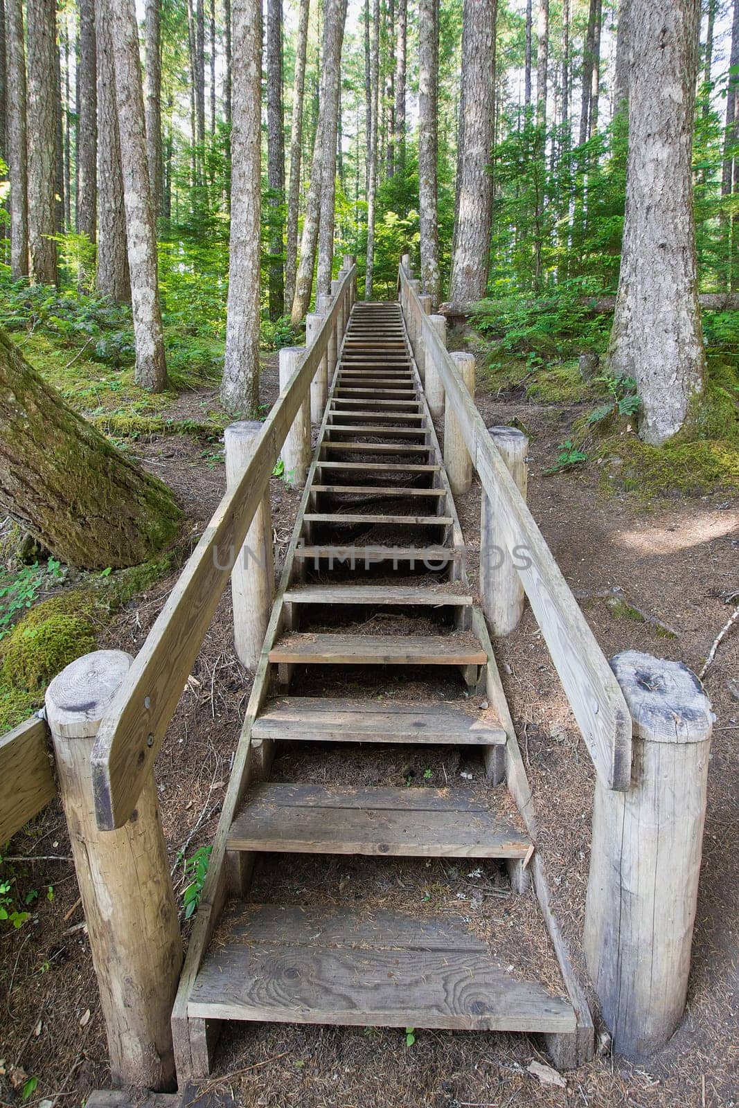 Wood Staircase in Lower Lewis River Falls Hiking Trail Washington State