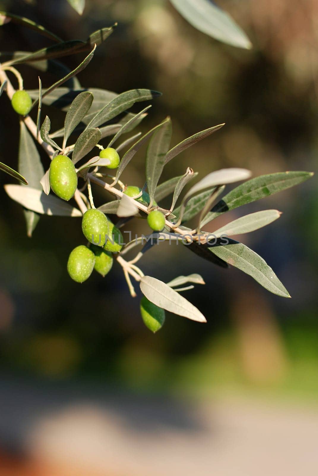Olives