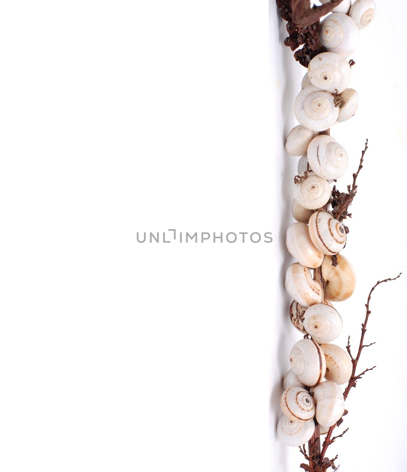 Snails