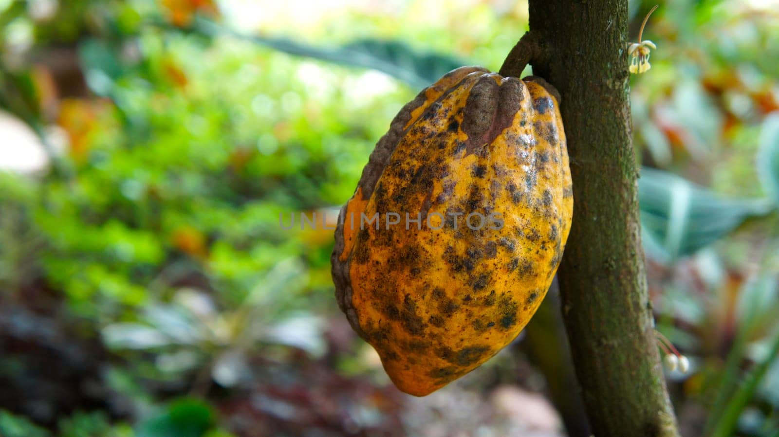 Mexican Cocoa pods