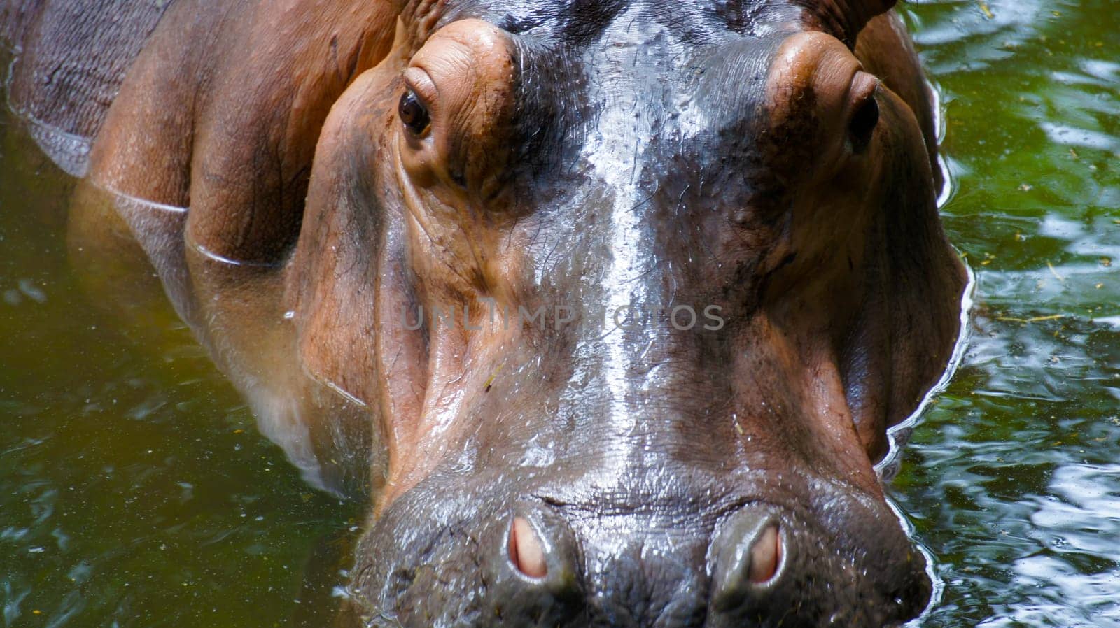 Hippopotamus