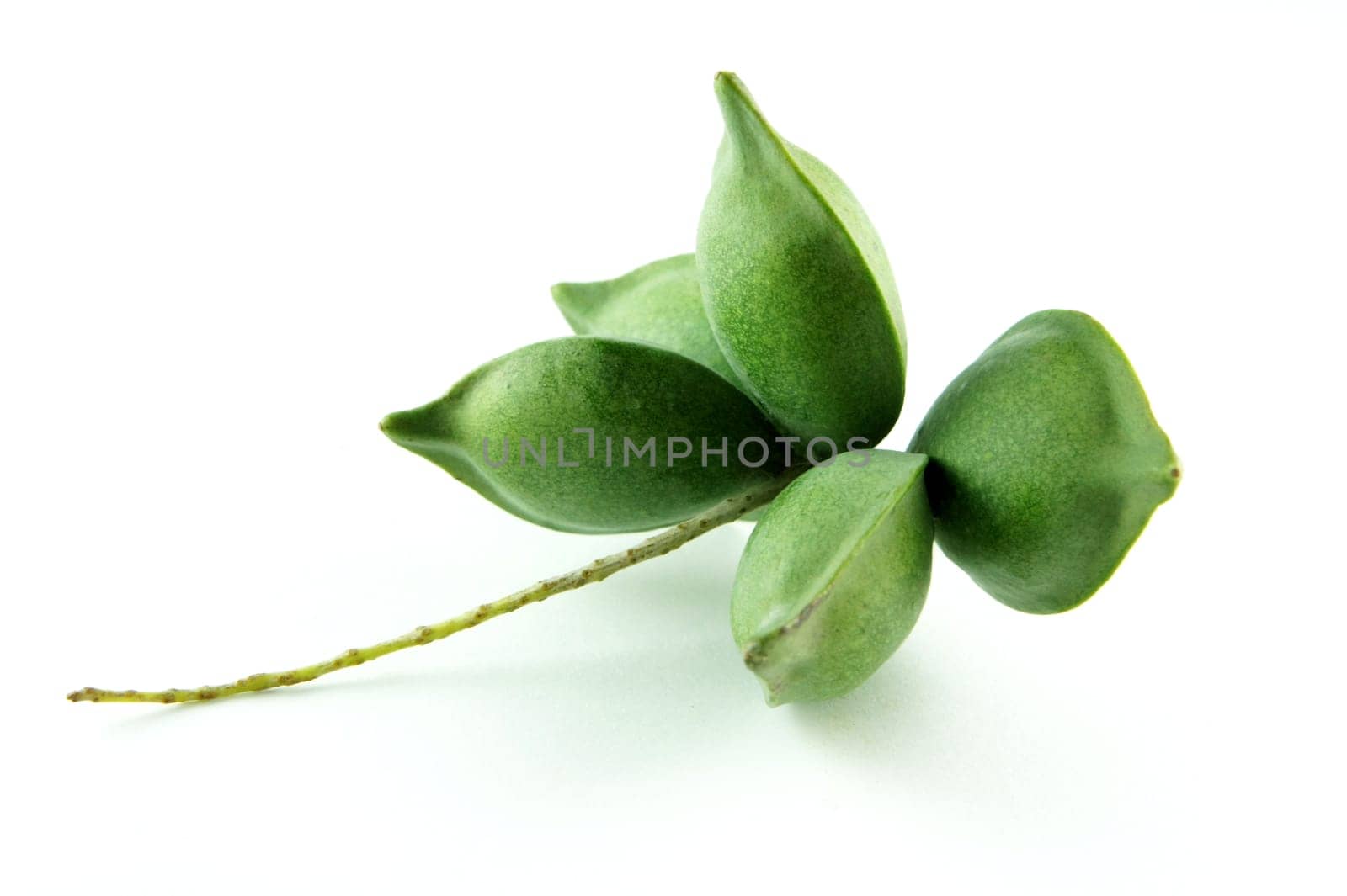Green Almond Tree Fruit on white background.