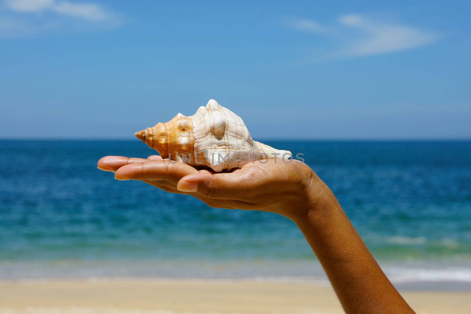 Female hand holding a seashell on a tropical beach with blue water in the background.