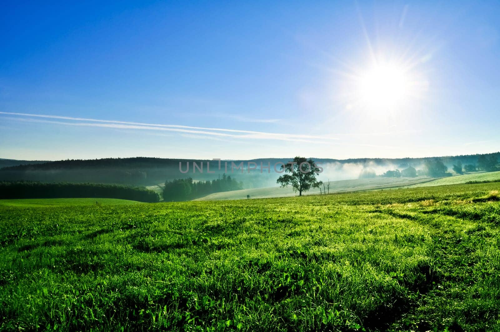 Field with fog and blue sky in the morning.