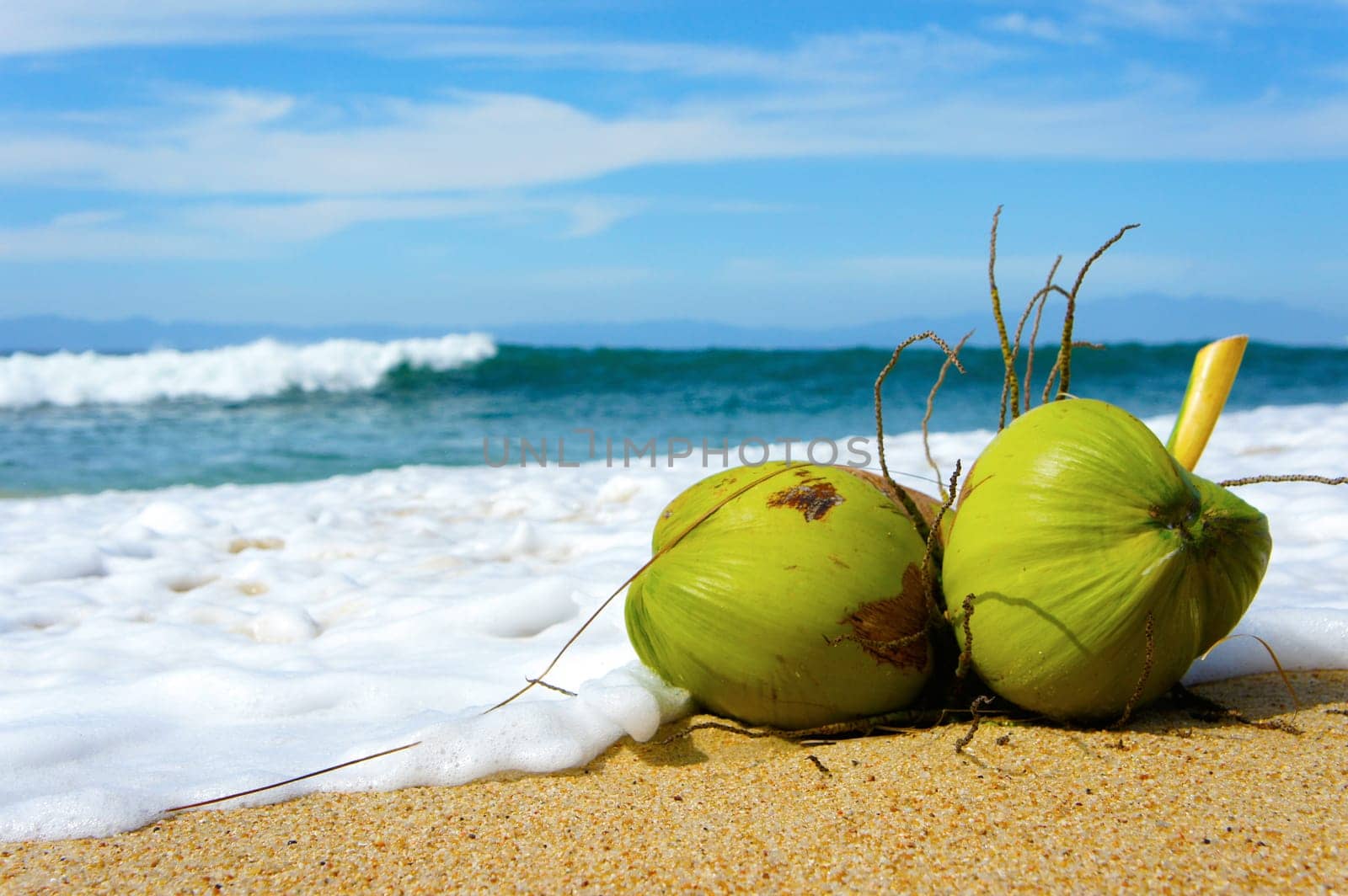 Two Gree Coconuts laying on a tropical beach