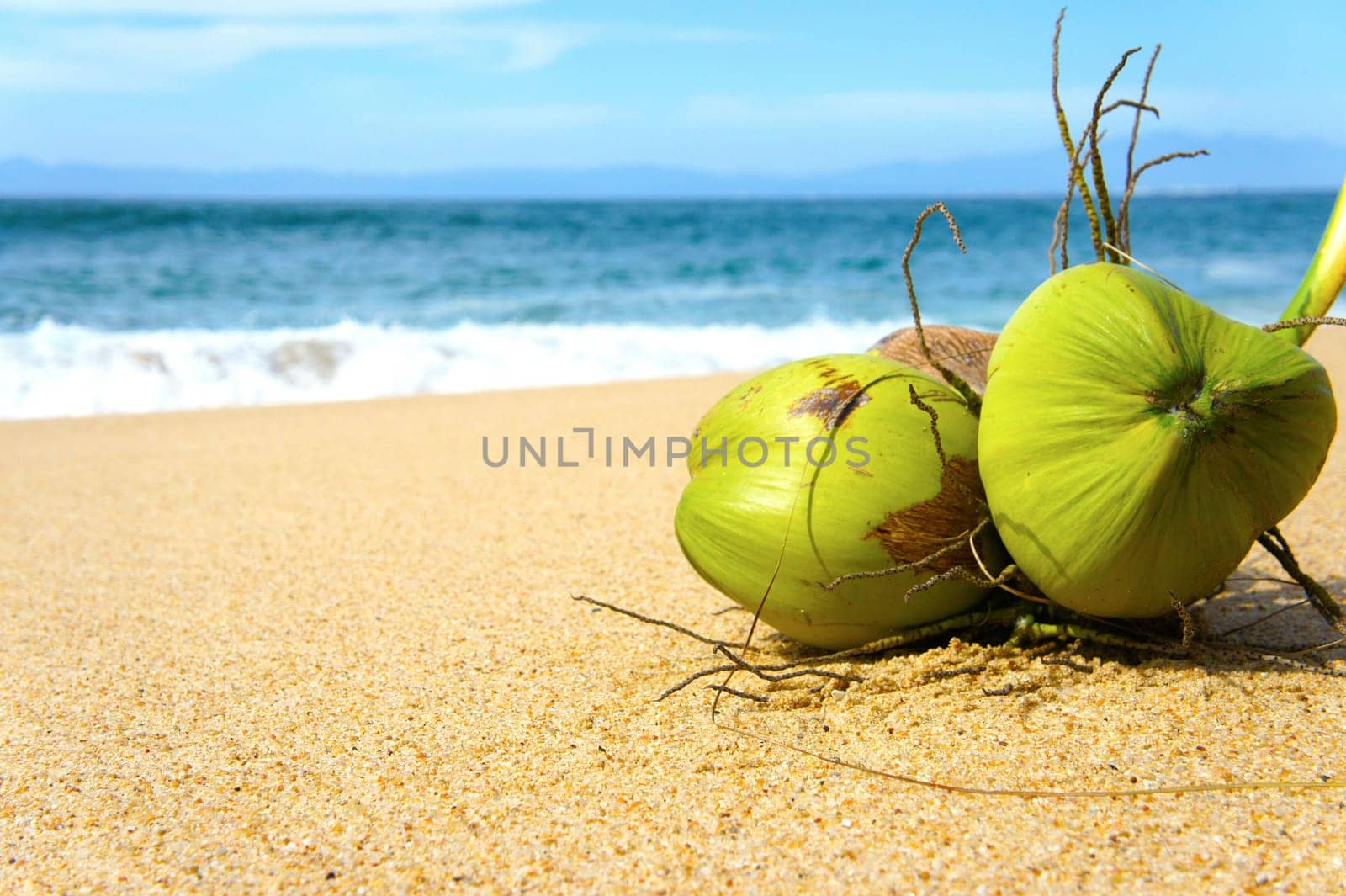 Two Gree Coconuts laying on a tropical beach
