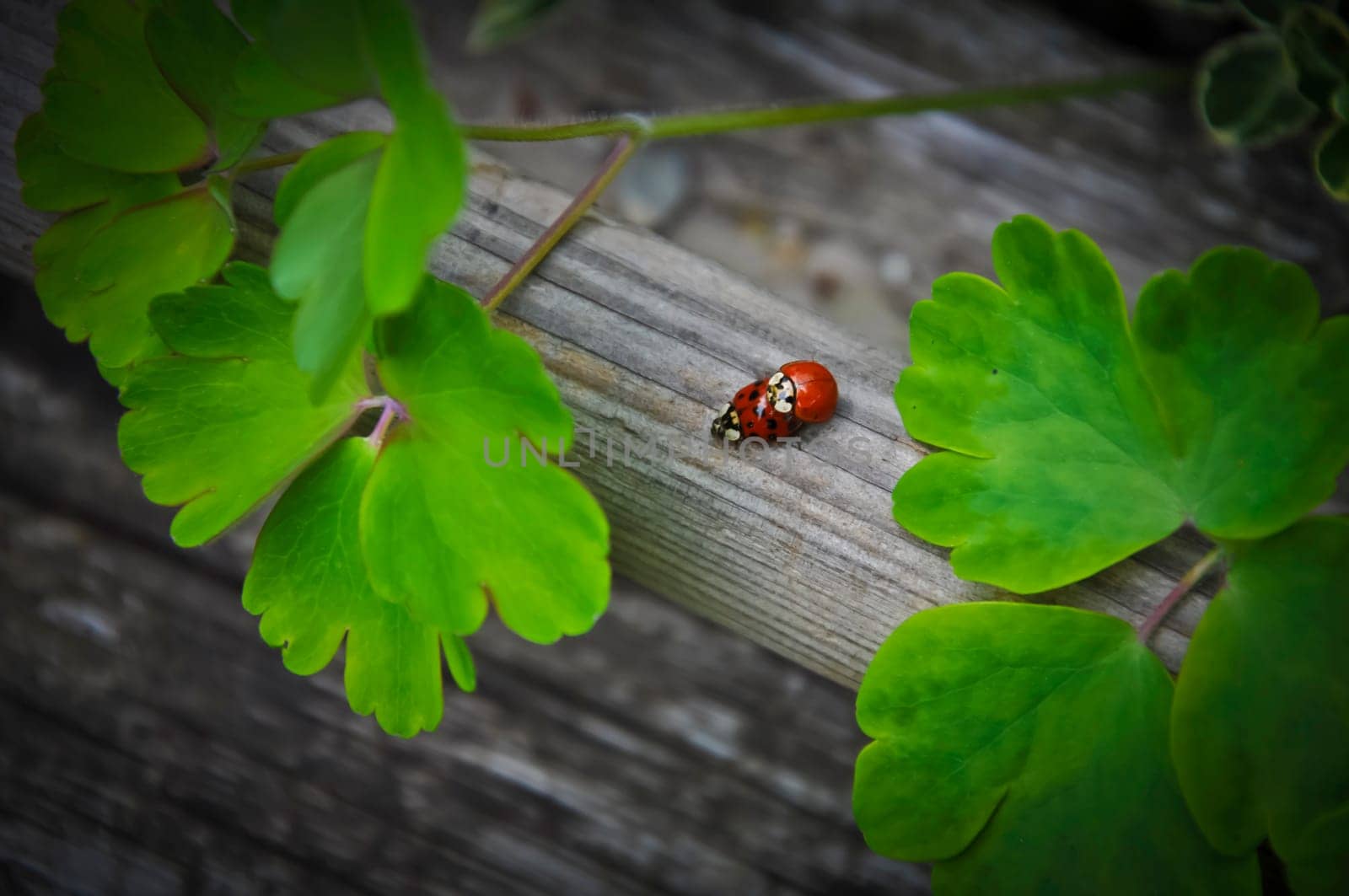 Two laydybugs mating on a piece of wood.