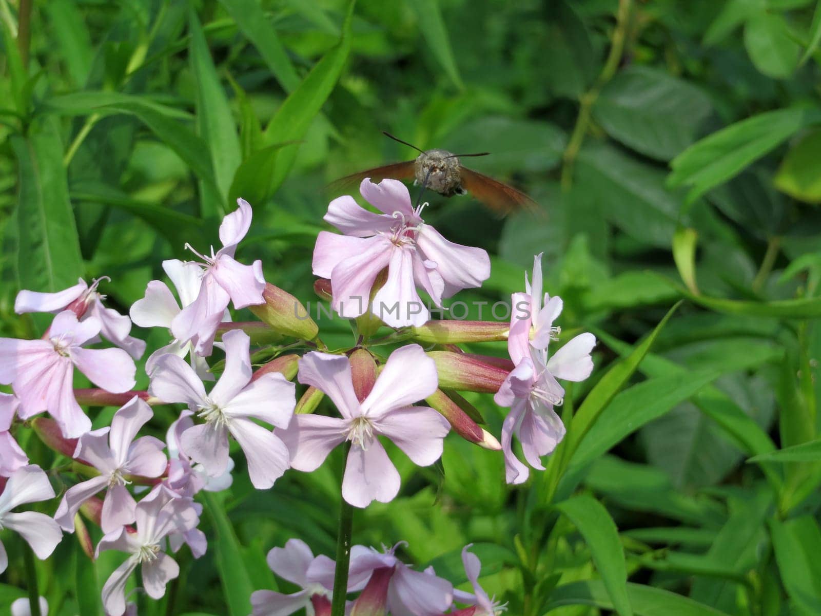 Pigeon tail - Macroglossum stellatarum