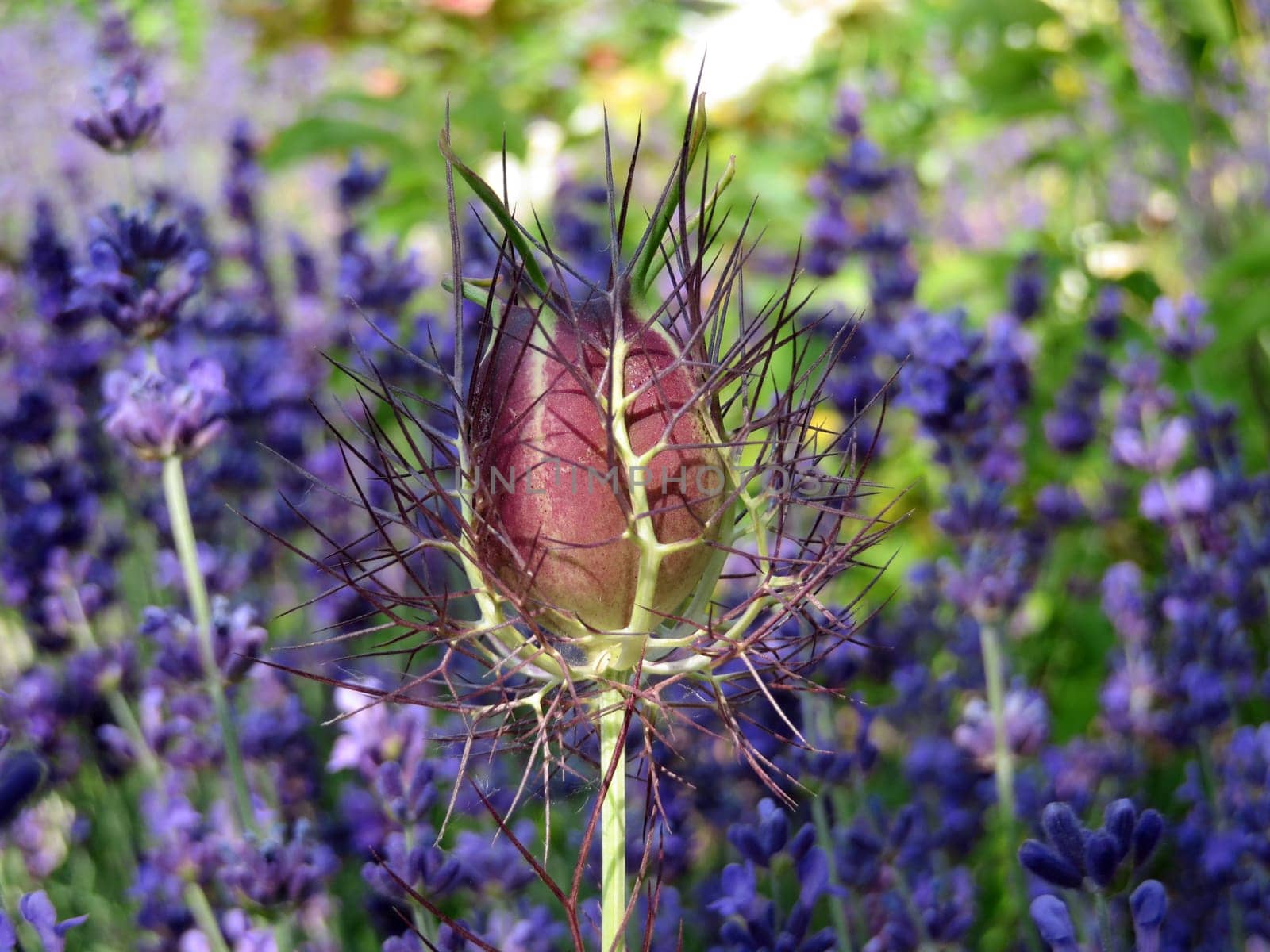 Seed capsule of a spinster in the green - Nigella damaszena