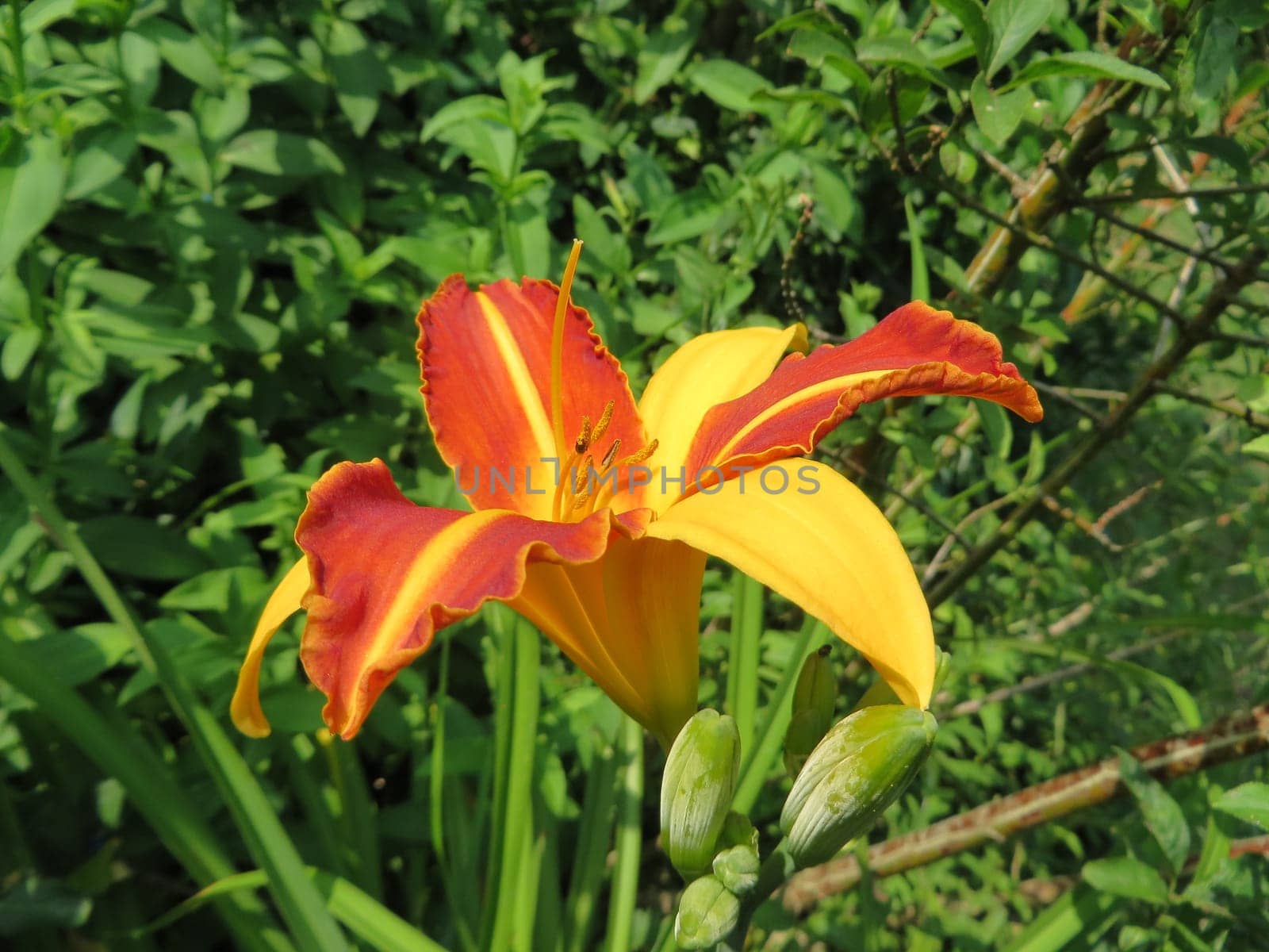 bicoloured daylily - Hemerocallis hybrid - Frans Hals -
