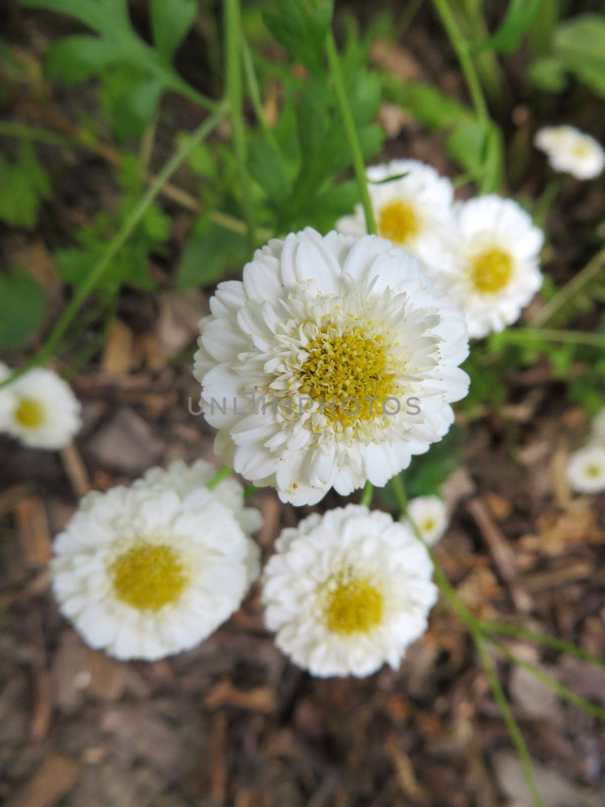 Feverfew - Tanacetum parthenium
