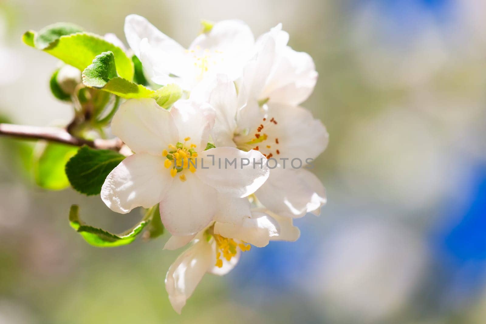 Closeup of beautiful apple tree flowers in spring season.