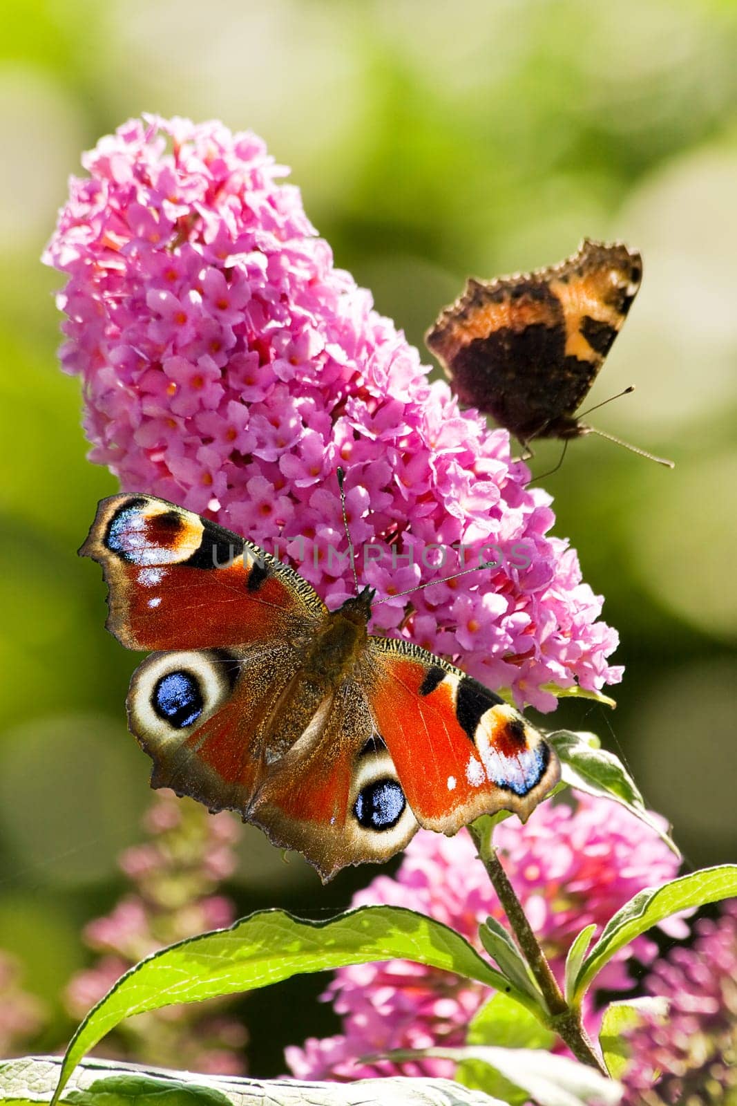 Pink butterfly bush flowers in summer with Peacock- and small tortoiseshell butterflies