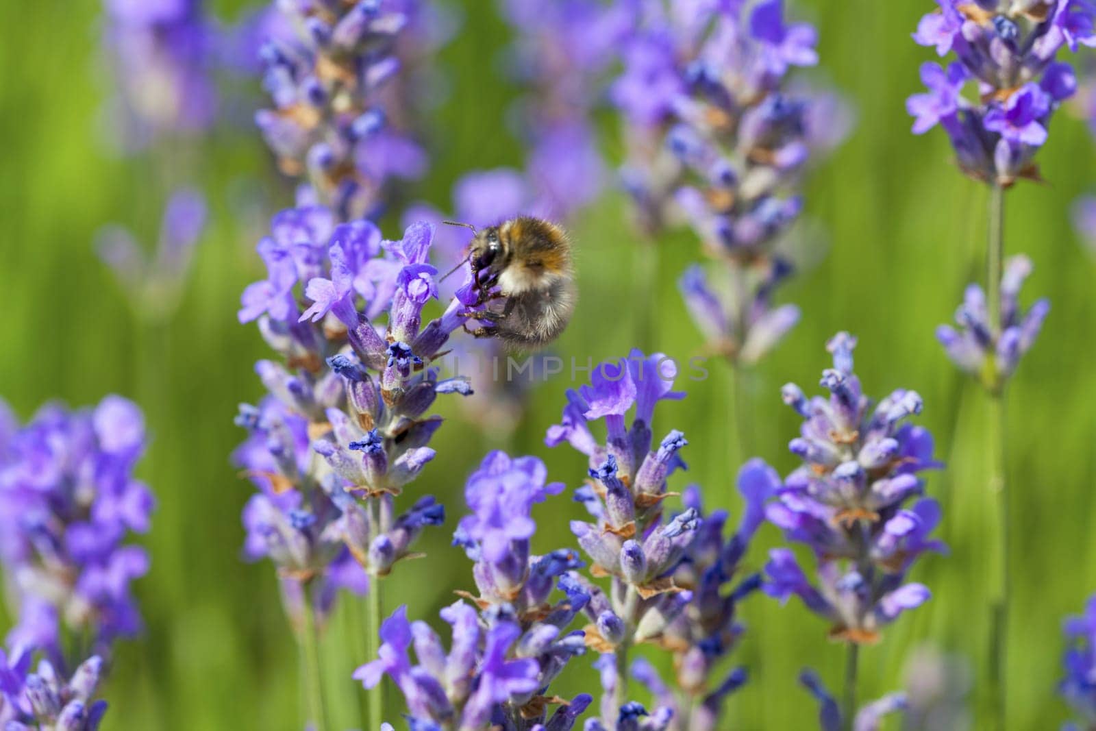 Small bumblebee on the chalice of the flowering lavender