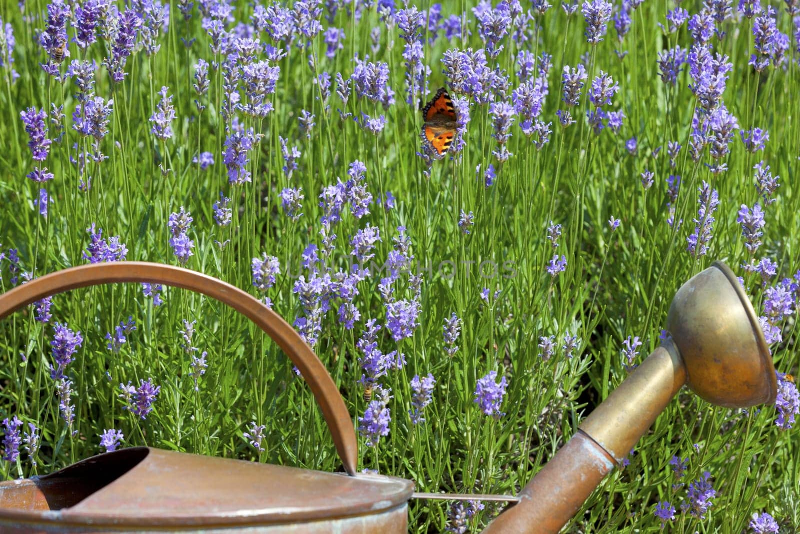 Copper watering can stands in front of a lavender field with a butterfly in summer