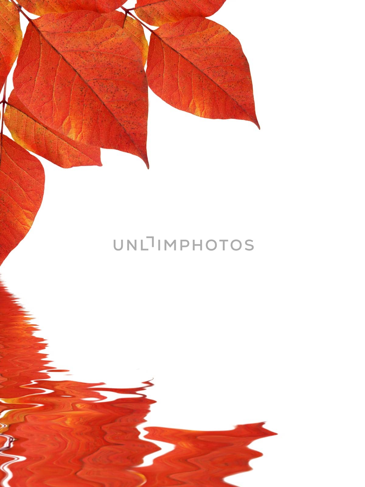 High resolution graphic of Leaves reflecting in water.