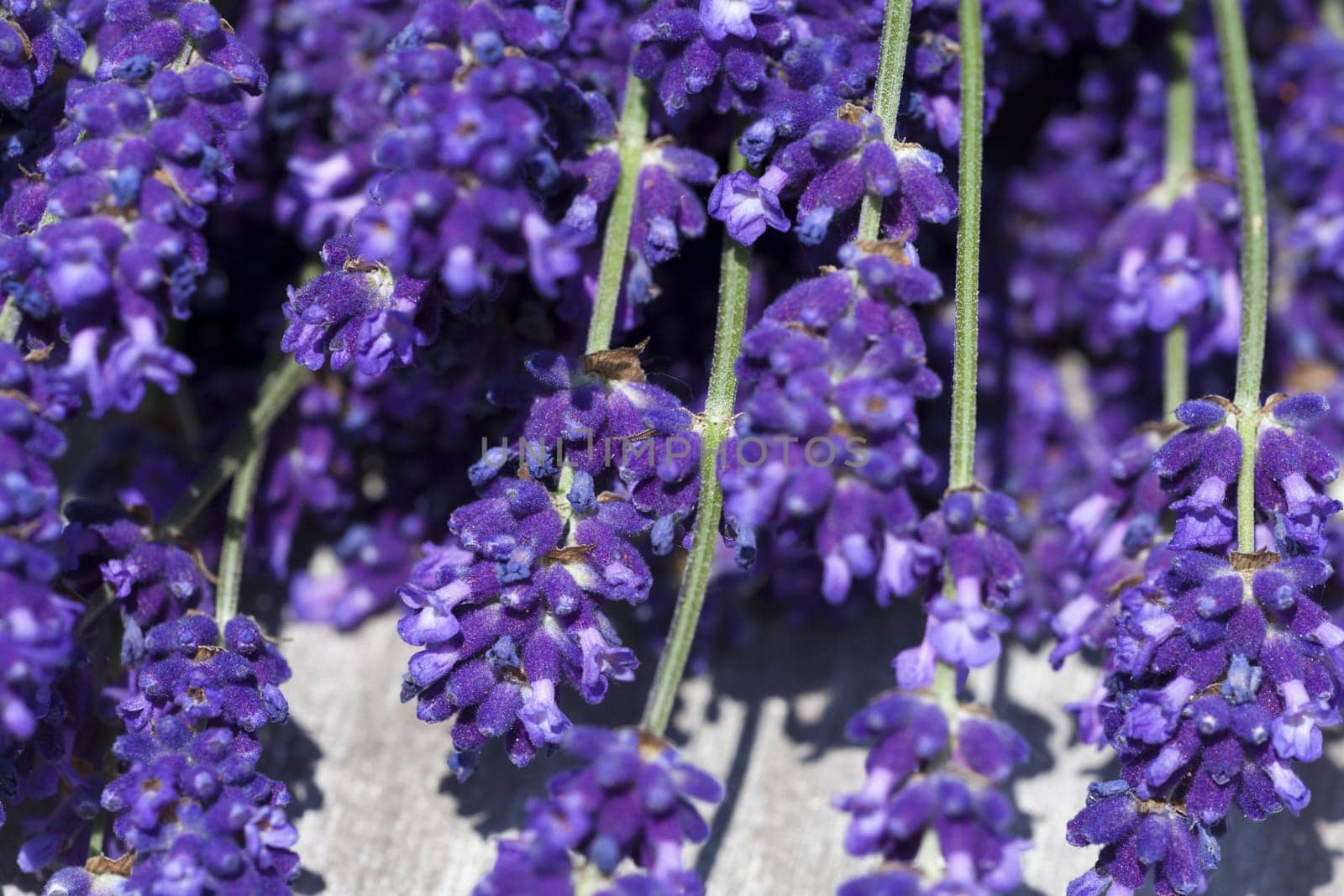 Macro shot of freshly harvested lavender lying in a wooden bowl