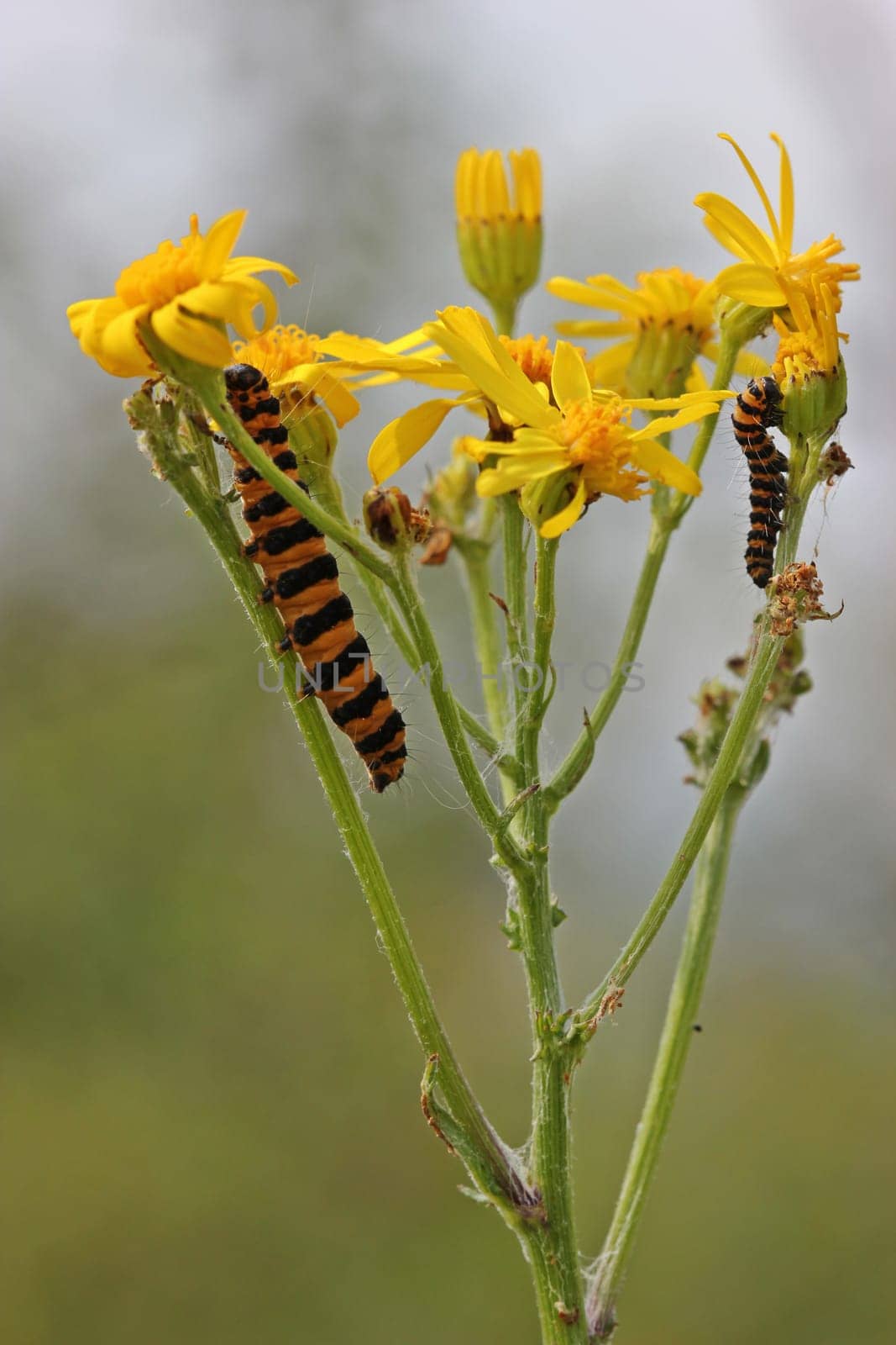 St. James's ragwort with two St. James bear caterpillars