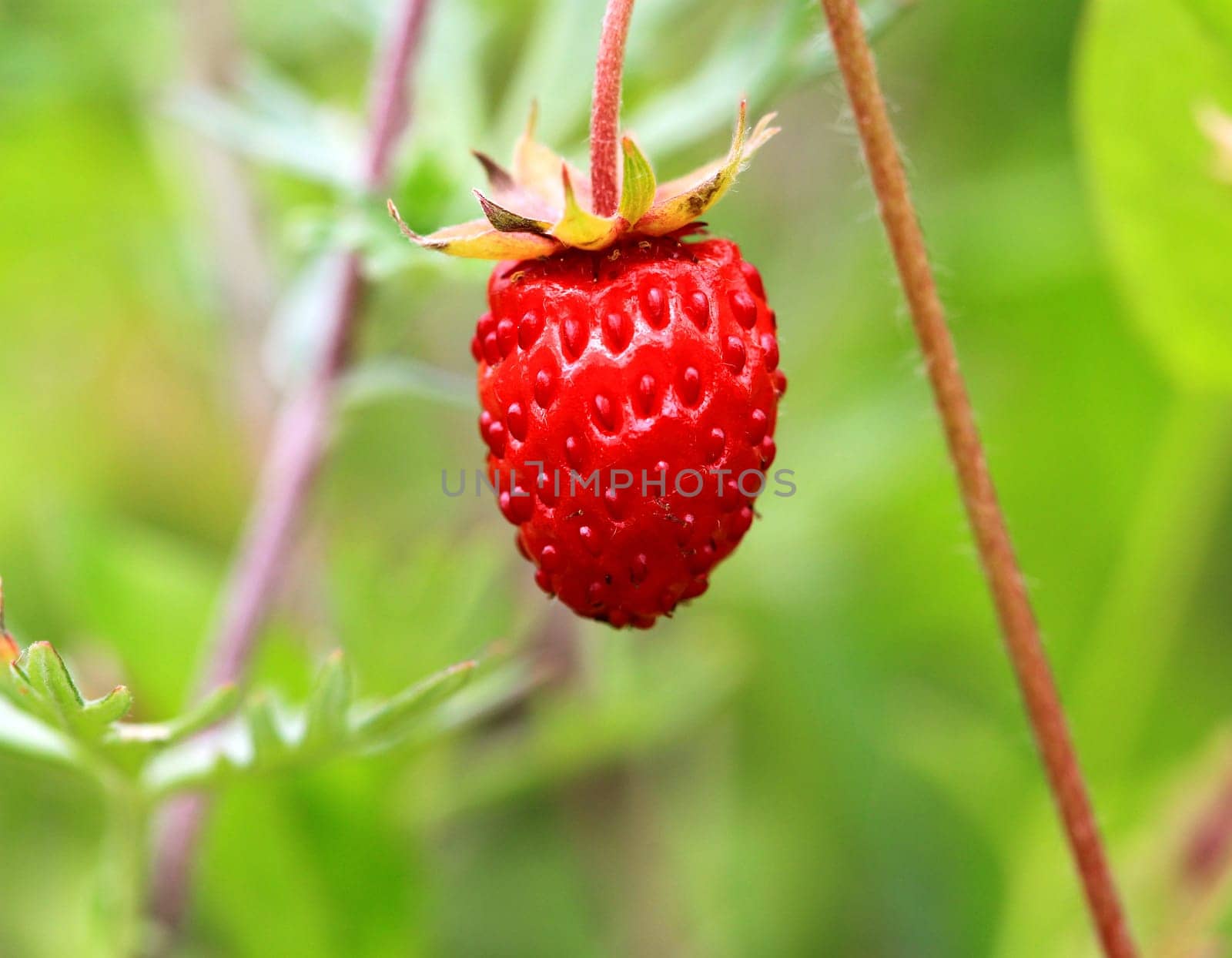 Delicious berry strawberry