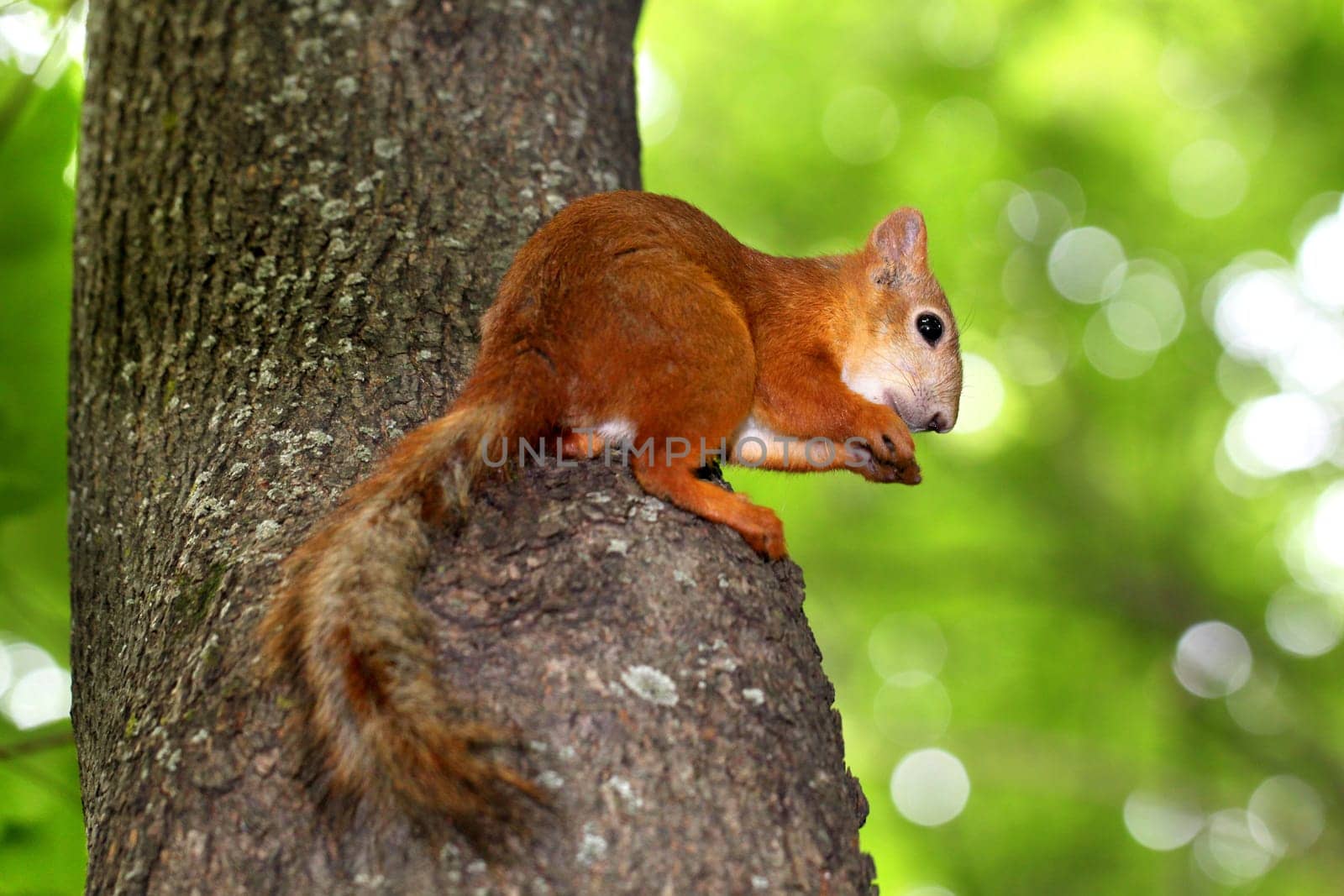 Squirrel sitting in a tree eating a nut