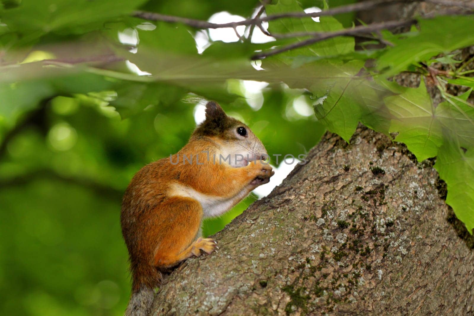 Squirrel eating a nut on a tree