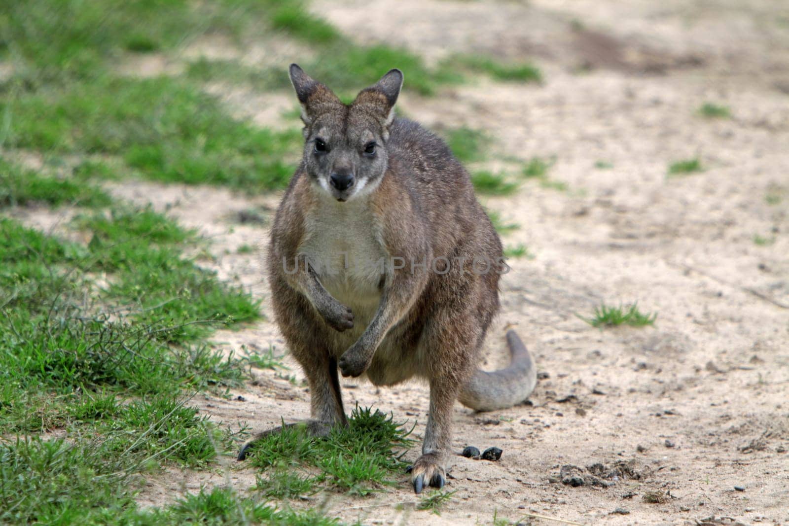 Parma kangaroo
