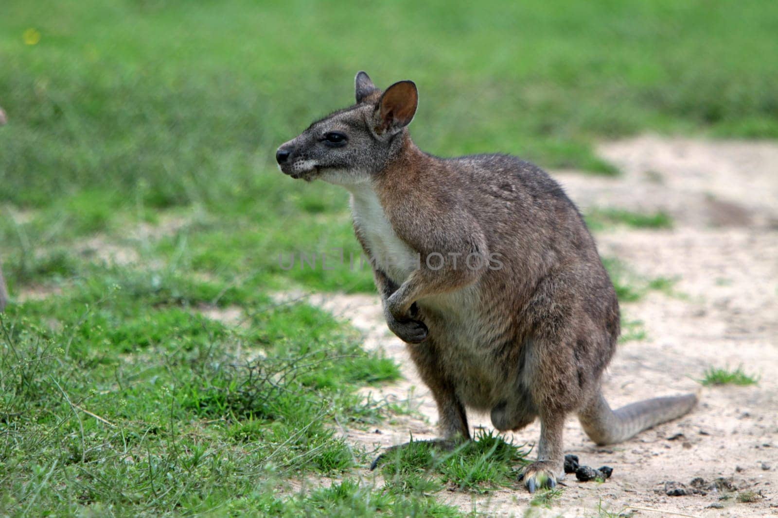 Parma kangaroo
