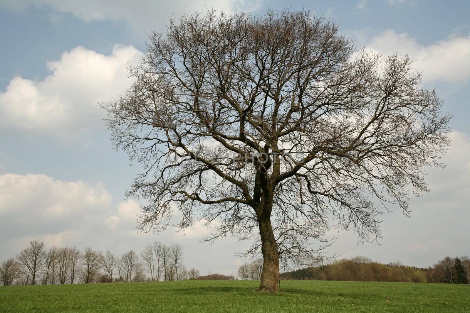 Pedunculate oak in spring