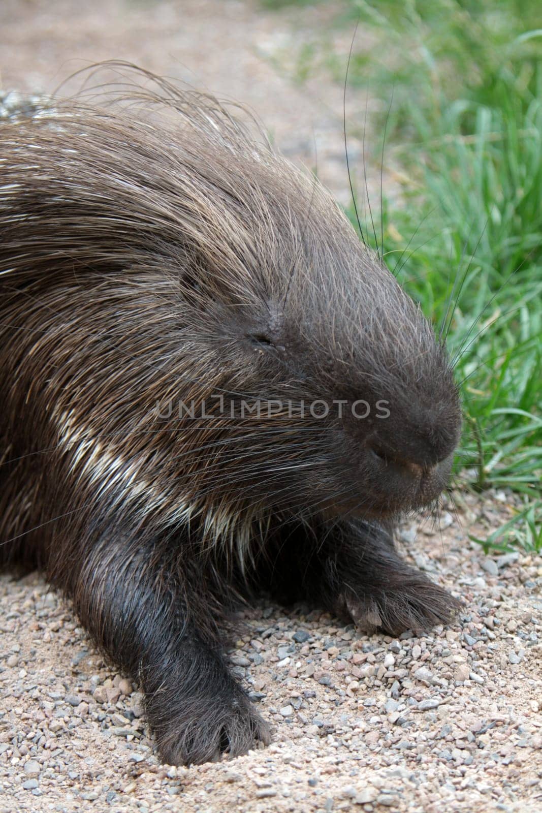 White-tailed porcupine