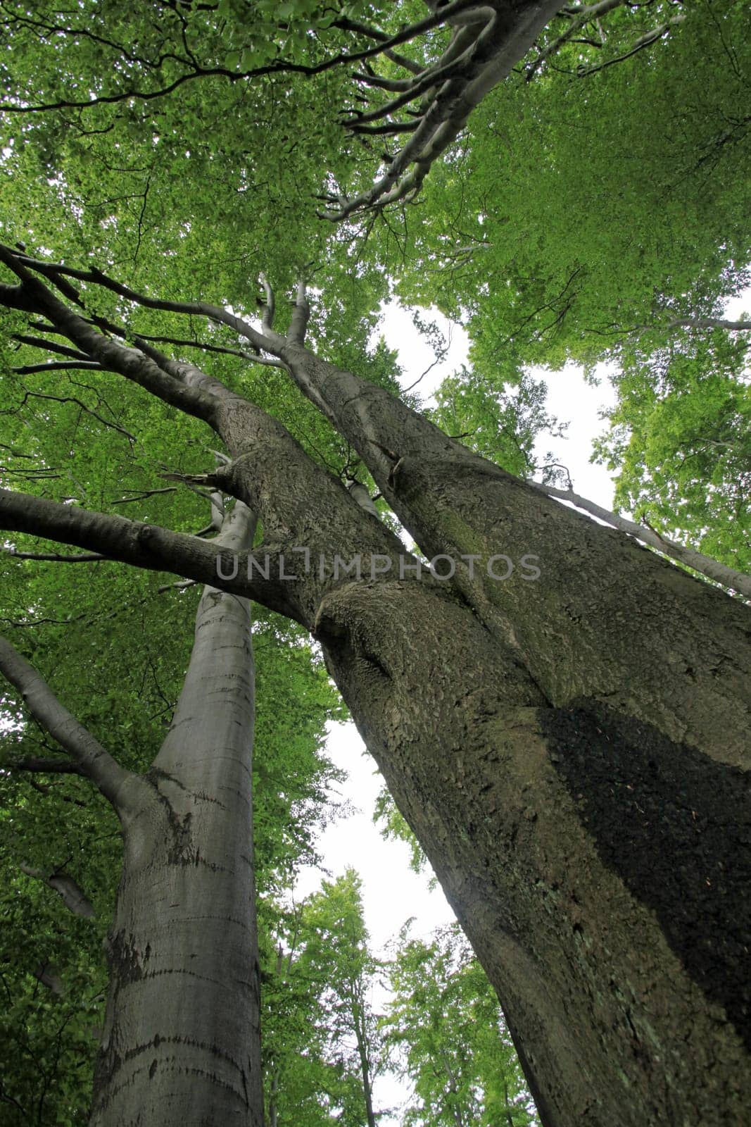 Old beech forest