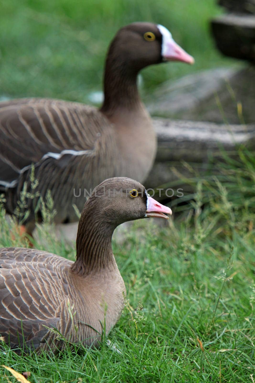 Lesser white-fronted goose