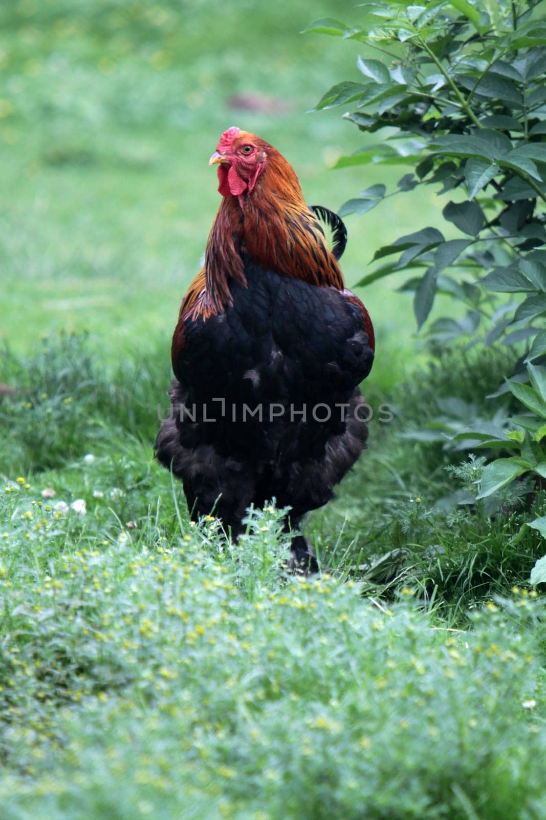 Black-red rooster