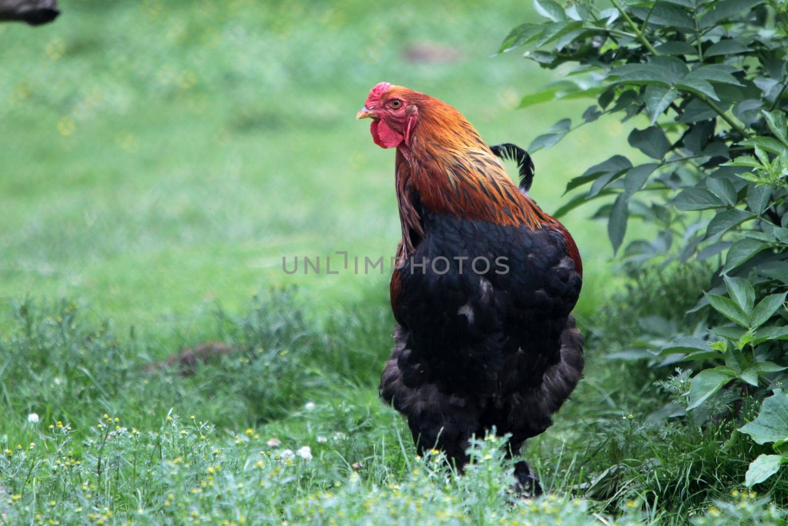Black-red rooster