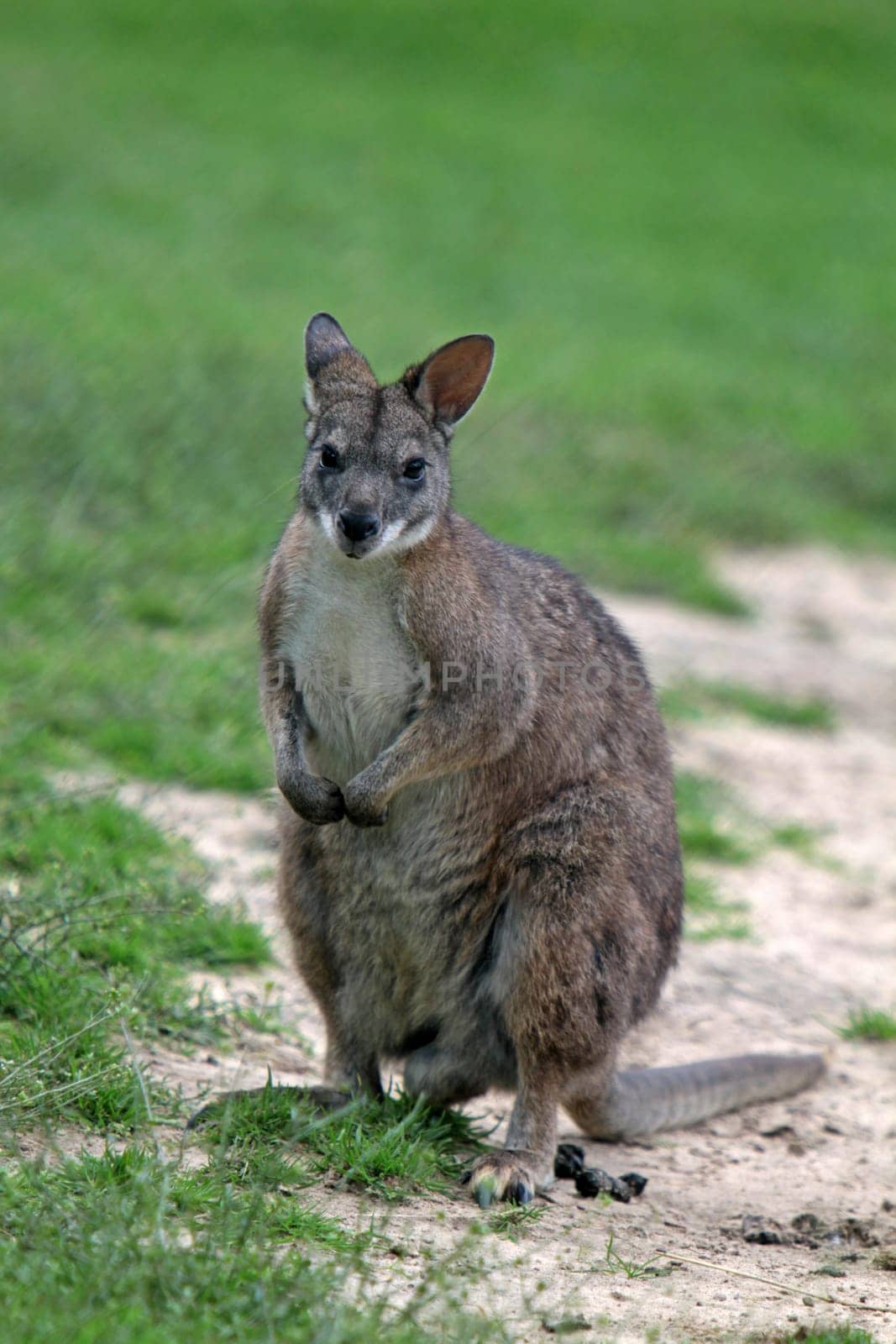 Parma kangaroo