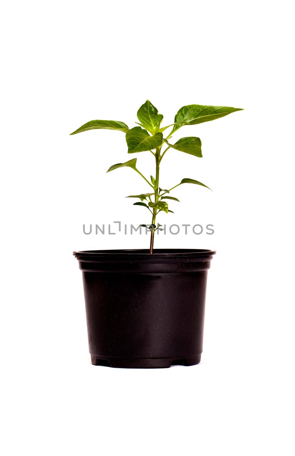 A young red chilly plant isolated on a white background.