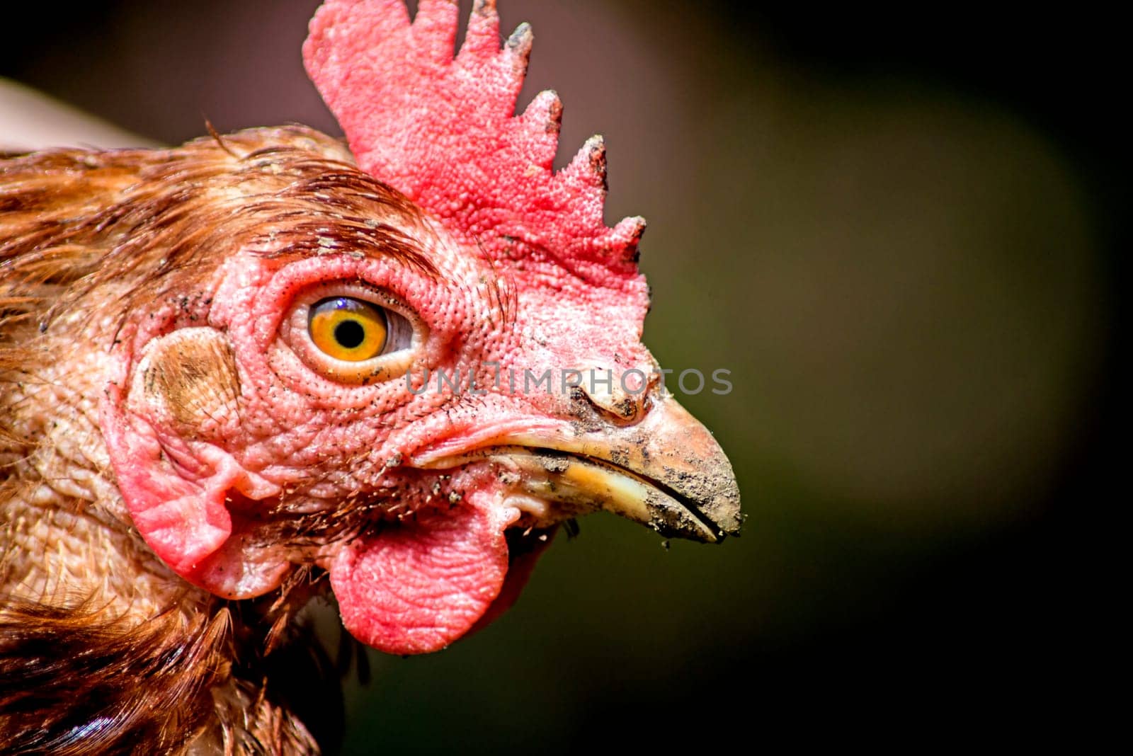 Head of a chicken
