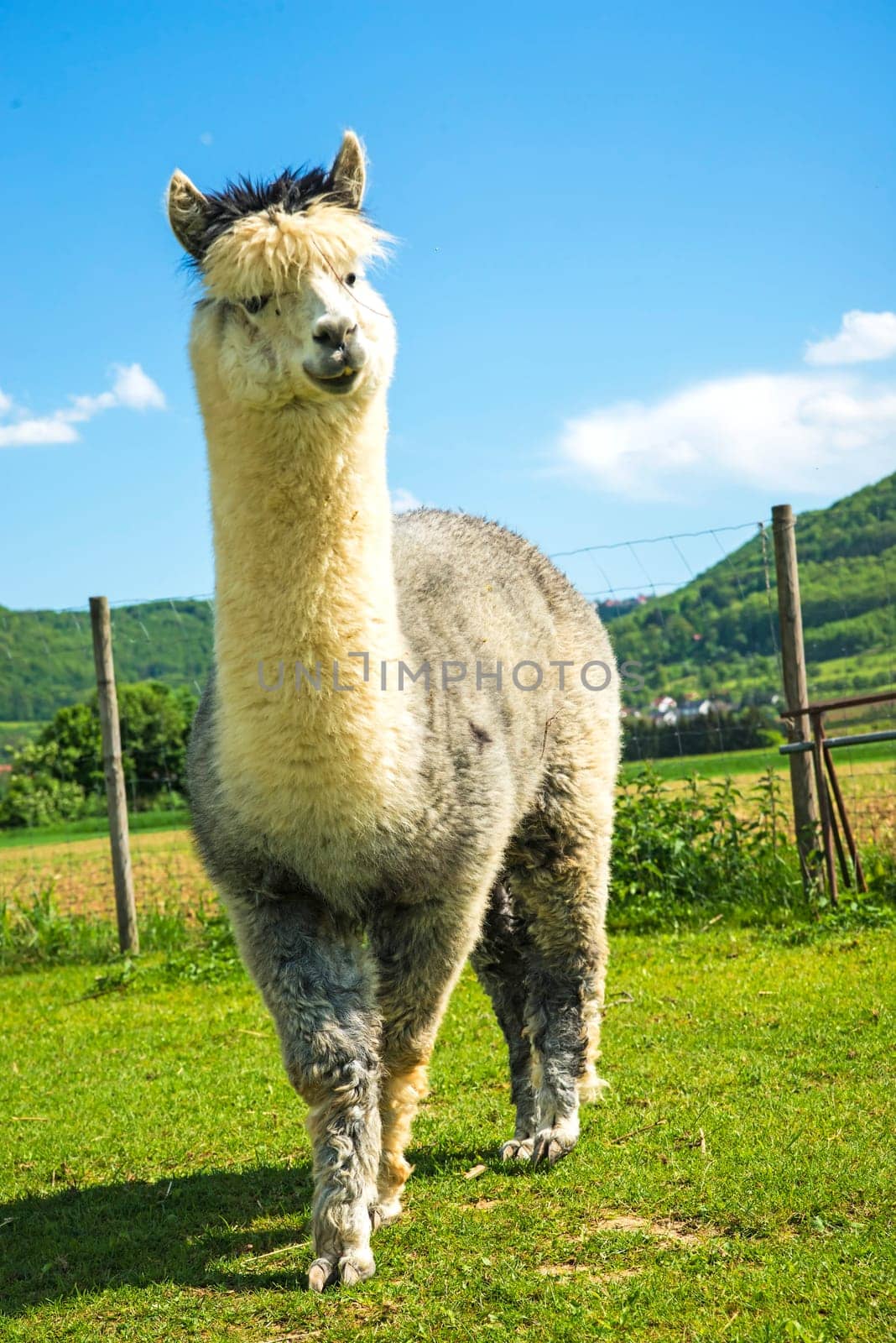 Alpaca looks curious