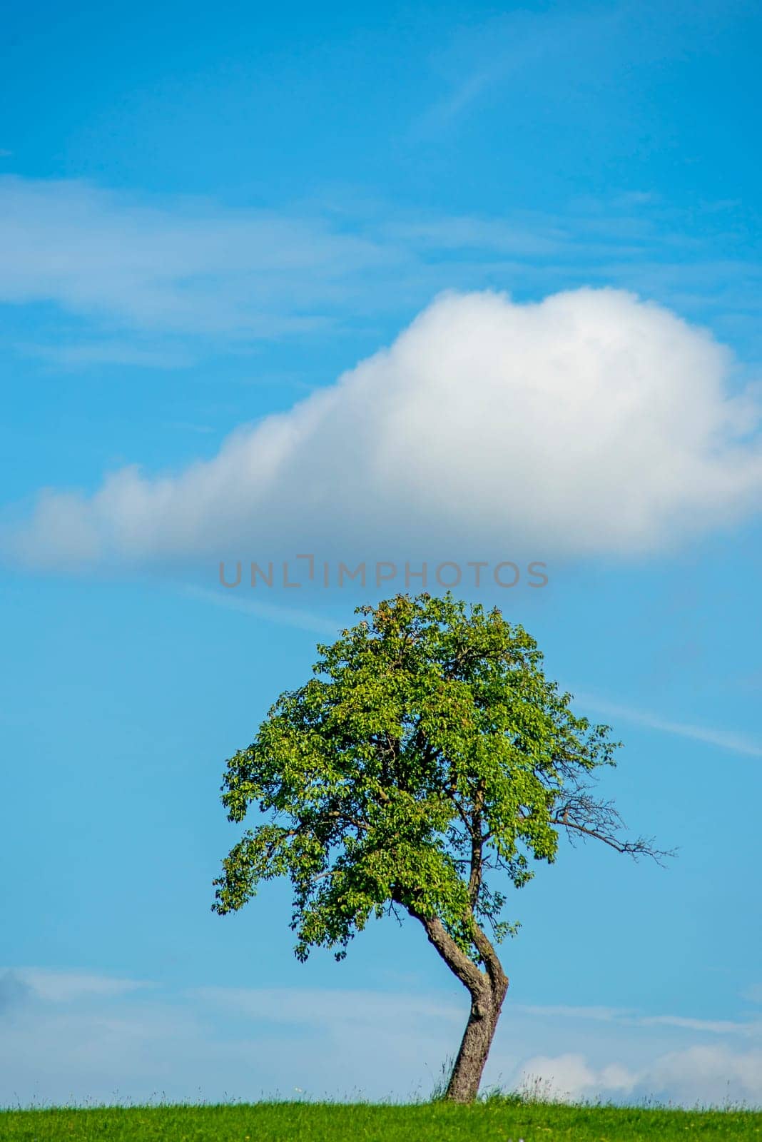 Tree with cloud