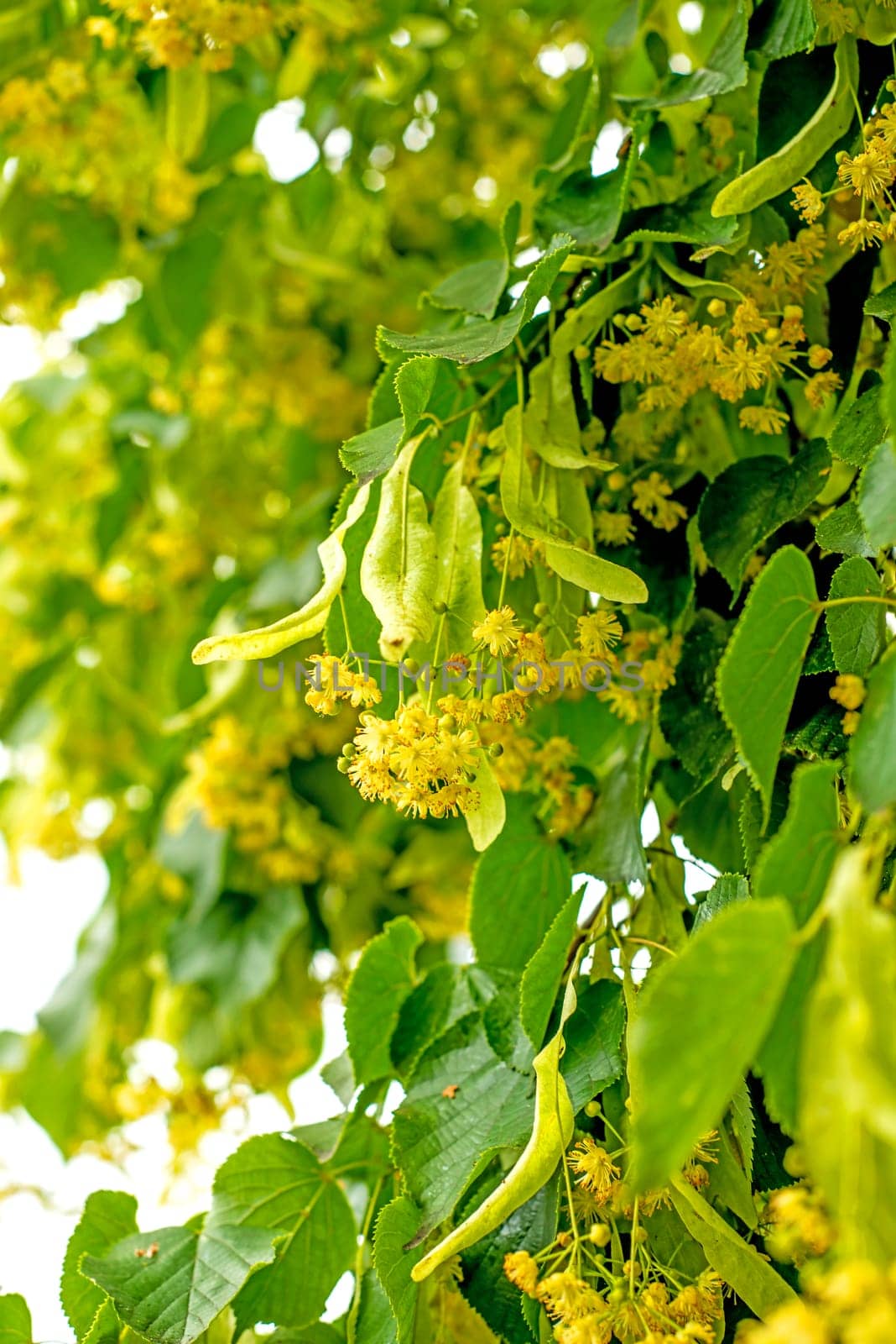 Lime blossom