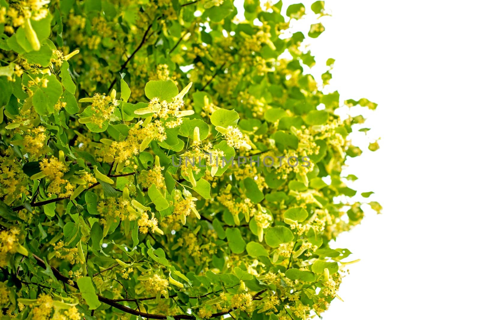 Lime blossom