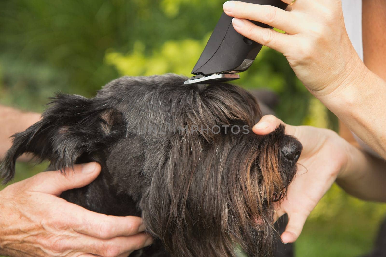 Cutting a head of big black schnauzer dog by machine